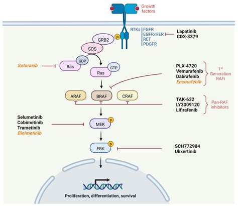 Cancers Free Full Text MAPK Pathway Inhibitors In Thyroid Cancer