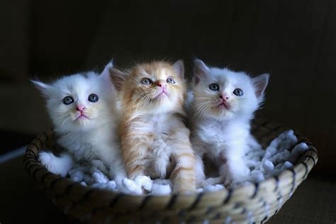 Cat in basket 1080P, 2K, 4K, 5K HD wallpapers free download | Wallpaper ...