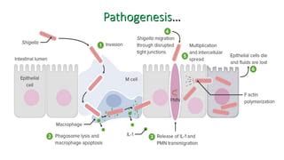 BACILLARY DYSENTERY diagnosis and treatment.pptx