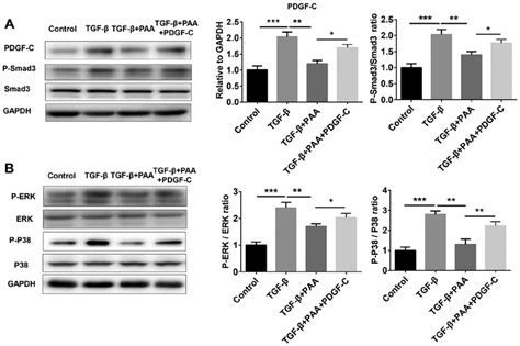 Pdgf C Treatment Reactivates Tgf β1 Induced Smad And Mapk Signaling In