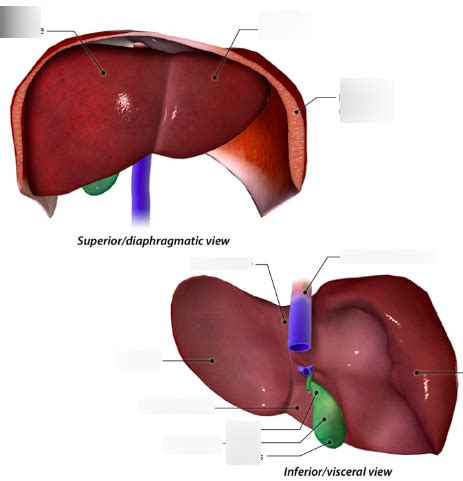 Liver Diagram Quizlet