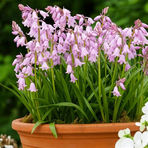 Pink Spanish Bluebell Spring Bulbs – Carbeth Plants