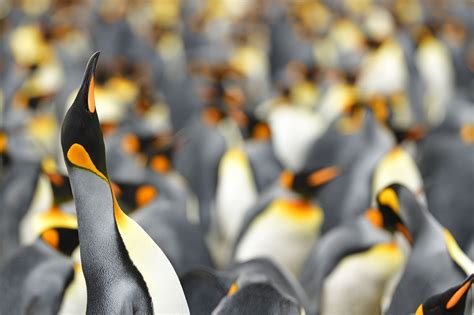 A Rare Yellow Penguin Has Been Photographed for the First Time on a ...