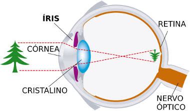Olho Humano Um Instrumento Ptico Mundo Educa O