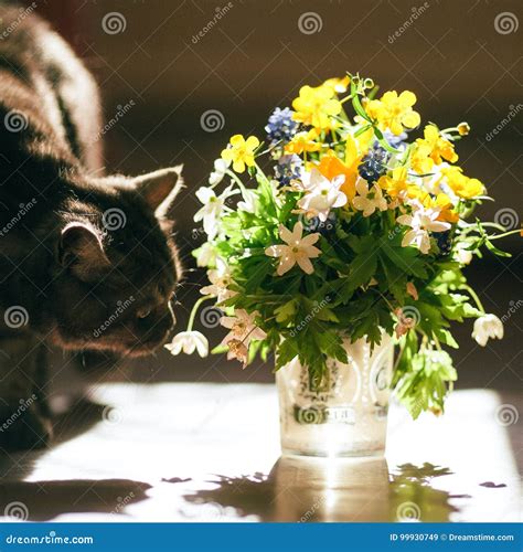 The Cat and the Bouquet of Flowers Stock Image - Image of flower, bloom ...