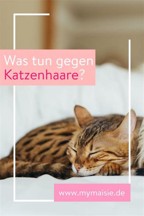 Baby Haustiere Katzenhaare Entfernen Und Zwar Schnell Und Effektiv