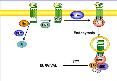 Schematic Representation Of Signal Transduction Through Mglu Receptors