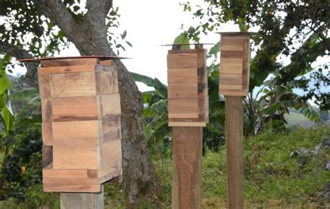 Cafeteros Huilenses Ser N Protectores De Las Abejas Meliponas