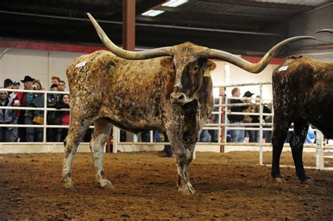 El Coyote Ranch Longhorn Steer And Cattle Breeding In Kingsville Texas