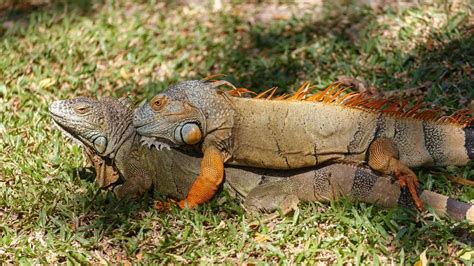 How To Tell If An Iguana Is Male Or Female 4 Simple Methods