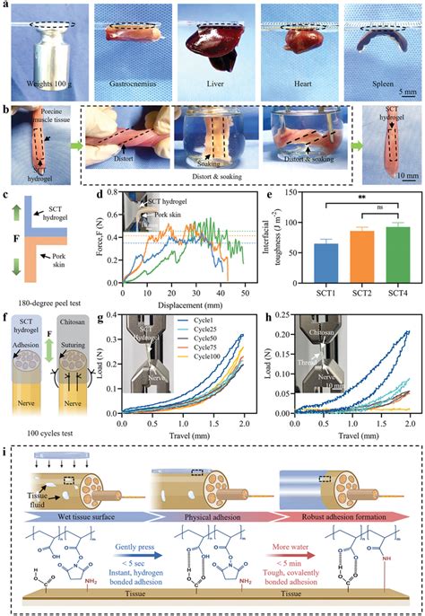 Adhesion Of Hydrogel Bioadhesives And Mechanism A Adhesion To