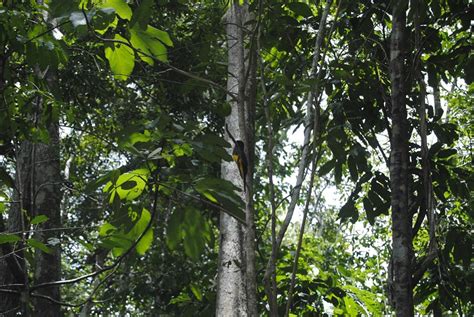 Brazil Atlantic Forest Conservation Efforts Drown In A Sea Of