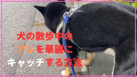 犬の散歩にはこれを持ってけ！ Youtube