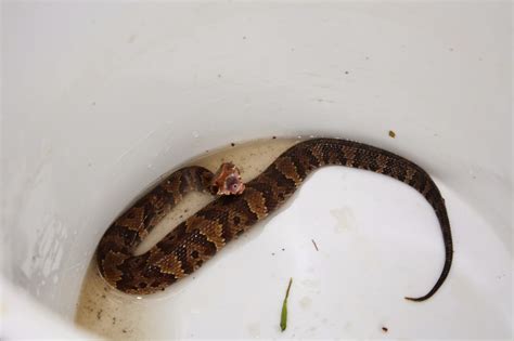 Nature Explorer : Identifying NC Venomous Snakes Part1: Cottonmouths ...