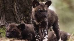 3 Zeldzame Puppys Geboren In De Beekse Bergen Omroep Brabant