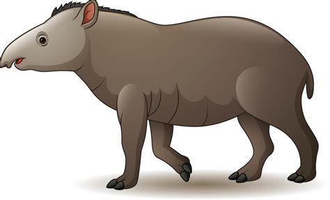 Cartoon American Tapir Vector Art At Vecteezy