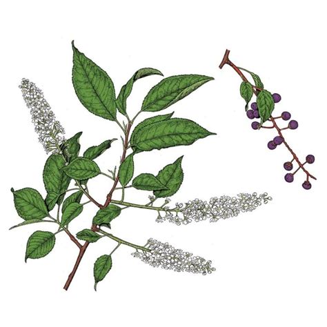 black cherry prunus serotina specie wood information tiny timbers