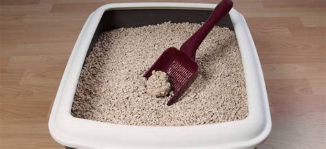 A Guide To Selecting Natural Clumping For Cat Litter Live The Charmed Life