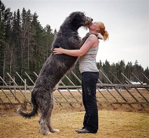 All About Irish Wolfhound Dog Breed – Origin, Behavior, Trainability ...