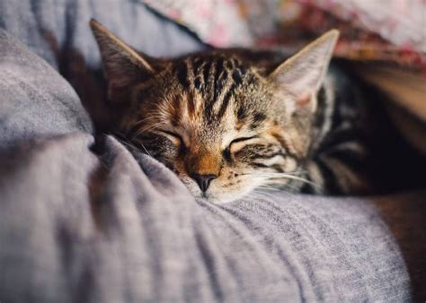 Cuáles son las Enfermedades Respiratorias en Gatos Problemas