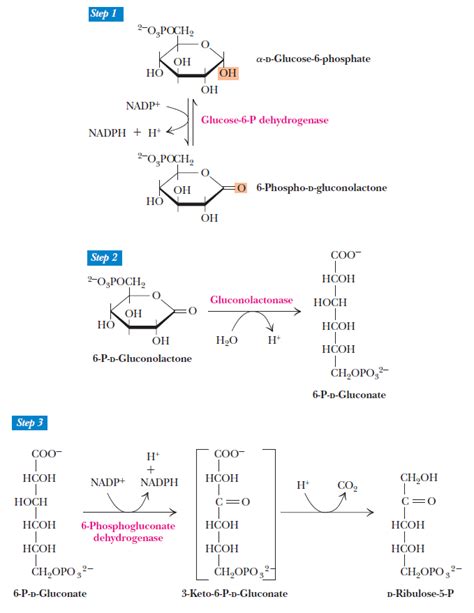 Pentose Pathway