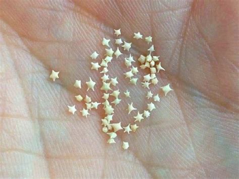 The Star Shaped Sand Of Okinawa Japan The Sand On Okinawa Contains