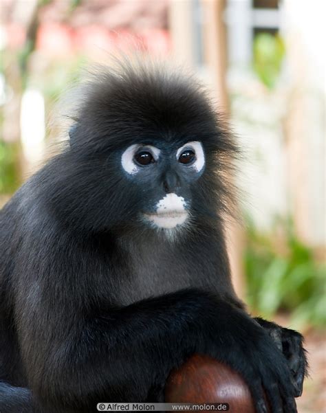 photo  spectacled langur miscellaneous langkawi malaysia
