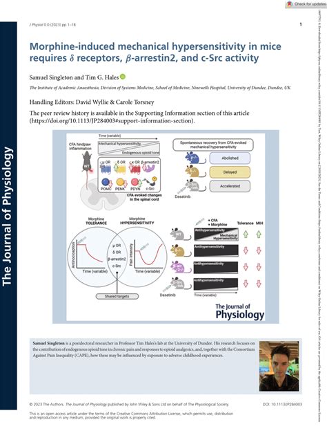 Pdf Morphine Induced Mechanical Hypersensitivity In Mice Requires