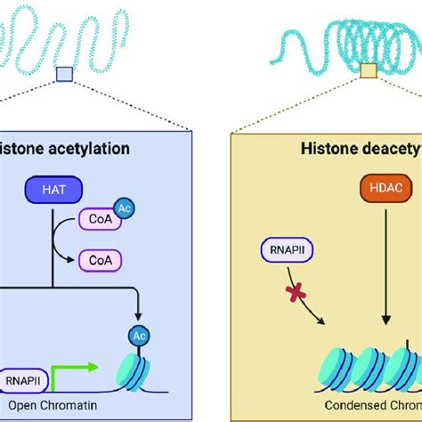 Histone Acetylation And Deacetylation The Acetylation Of Histone