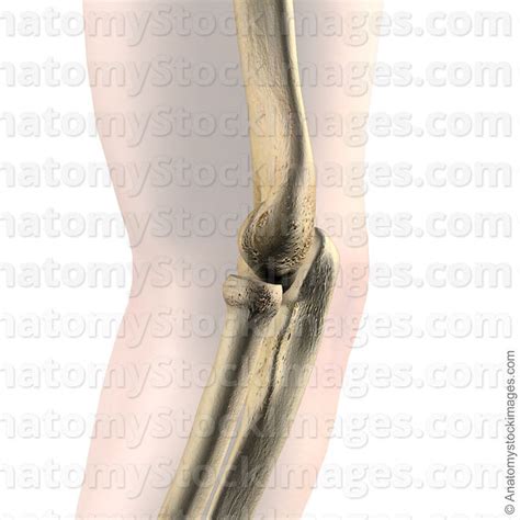 Anatomy Stock Images Elbow Joint Bones Radius Ulna Humerus Side Skin