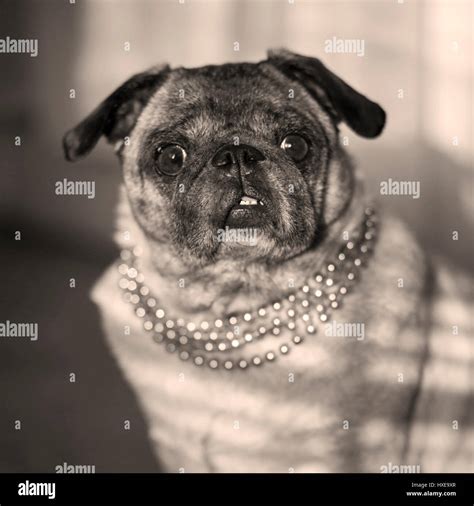 Female Pugs Fotografías E Imágenes De Alta Resolución Alamy