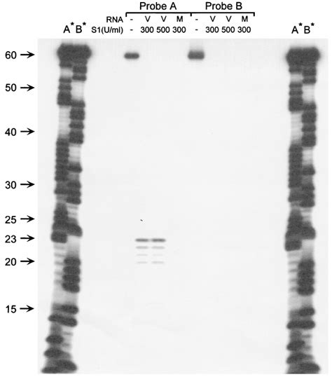 S1 Nuclease Mapping Of The 5 Ј End Of The M3 Transcript S1 Nuclease Download Scientific