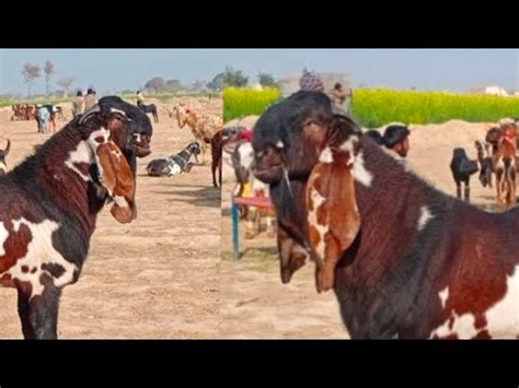 Sahiwal Bakra Mandi Me Top Class Ke Beetal Nagra Qurbani Wale