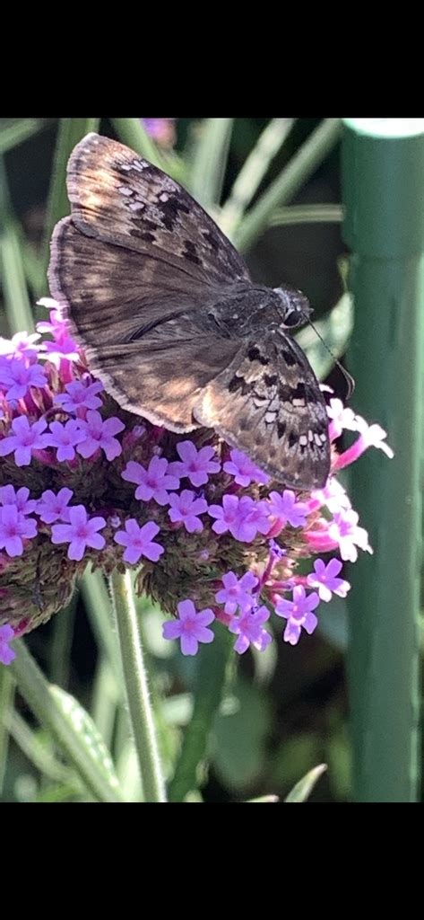 Horace S Duskywing From Staten Island New York NY US On August 24