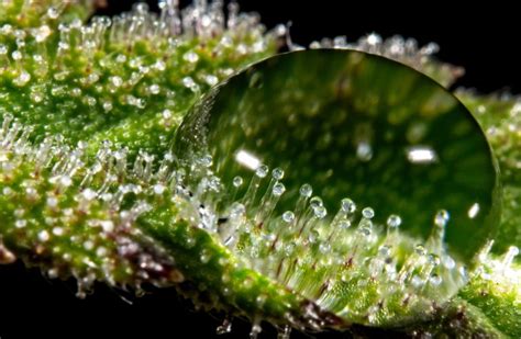 Trichomes On Weed What Why And How Sensi Seeds