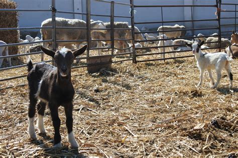 Agricultores Y Ganaderos De Castilla La Mancha Reciben 11 5 Millones De