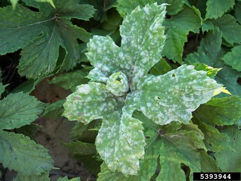 Powdery Mildew Podosphaera Macularis