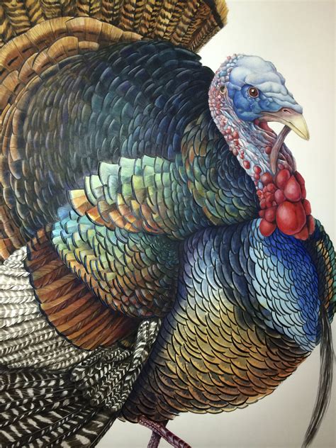 Watercolor Turkey at PaintingValley.com | Explore collection of ...