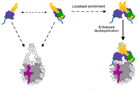 Figure From Molecular Regulation Of The Polycomb Repressive