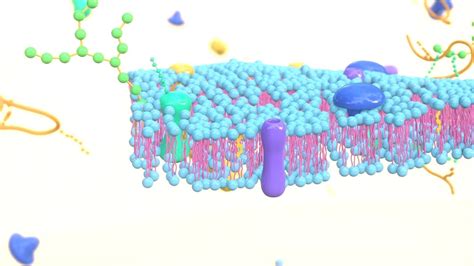 Cell membrane diagram 3D model animated | CGTrader