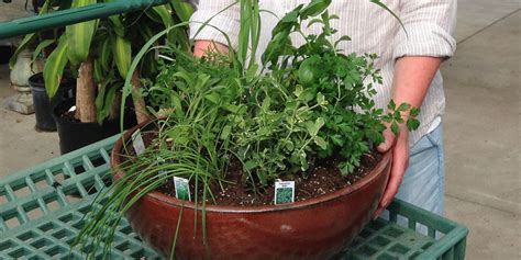 How To Plant A Herb Wheel Garden Living Color Garden Center