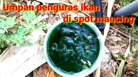 Mancing Pakai Umpan Jitu Spot Di Rawa Berkangkung Youtube