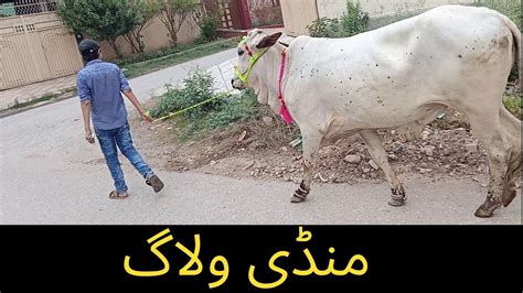 Cow Mandi Vlog YouTube