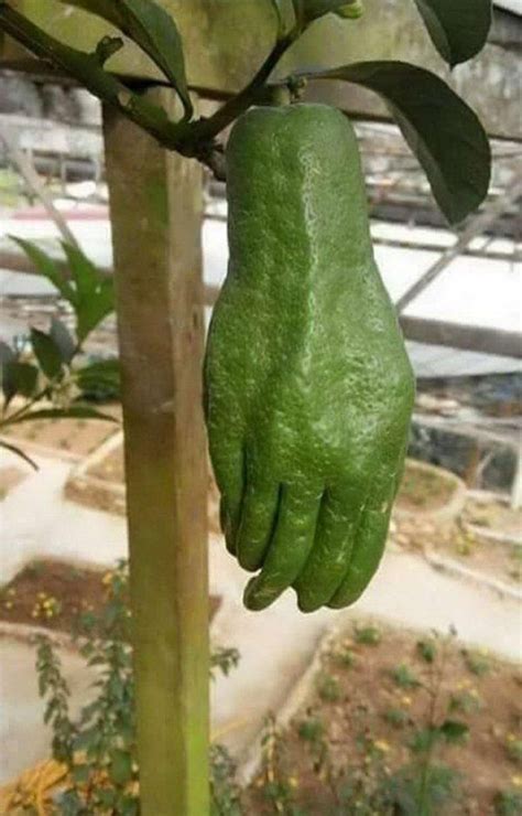 29 Funny Pics And Memes To Take The Edge Off Weird Fruit Funny Food