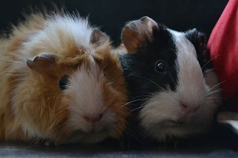 Abyssinian Guinea Pigs As Pets Everything You Need To Know