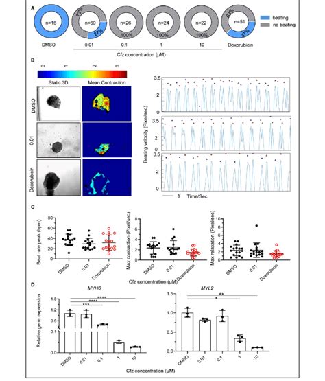 Cfz Treatment Induced Contractility Dysfunction In Dimensional D