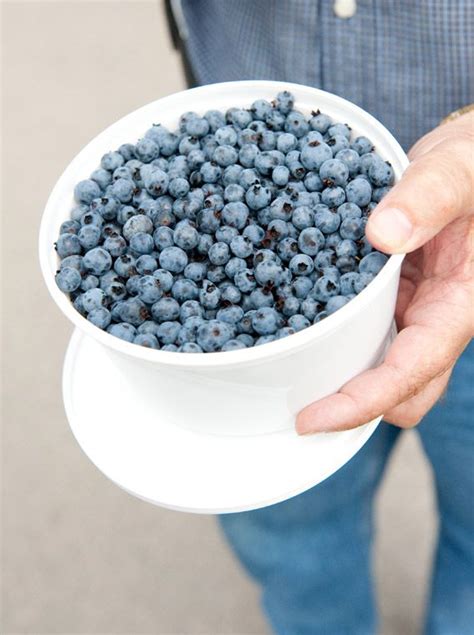 Wbana Wilde Blaubeeren Aus Kanada Greif Zu Greif Wilde Blueberry