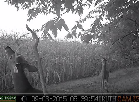 Dont Overlook Smokeys Preorbital Gland Lure Fin And Field Blog