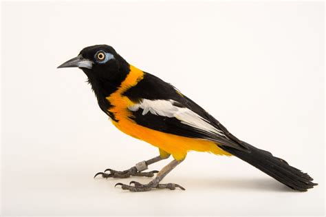 Bir053 00294 Joel Sartore