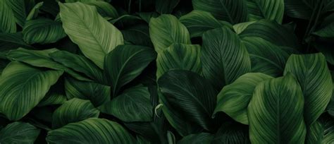 Dark Green Flower Wallpaper Royalty-Free Images, Stock Photos ...